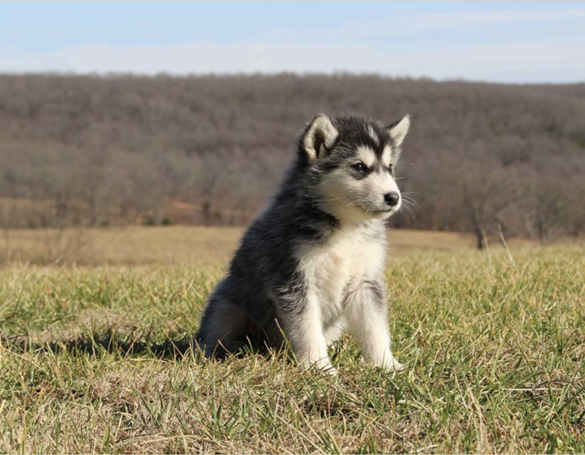 comprar cachorros sanos, baratos y asequibles para la venta